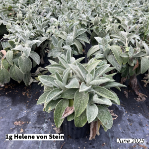 June 2025 1g Helen von Stein Group for Website